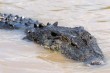 Crocodile 3